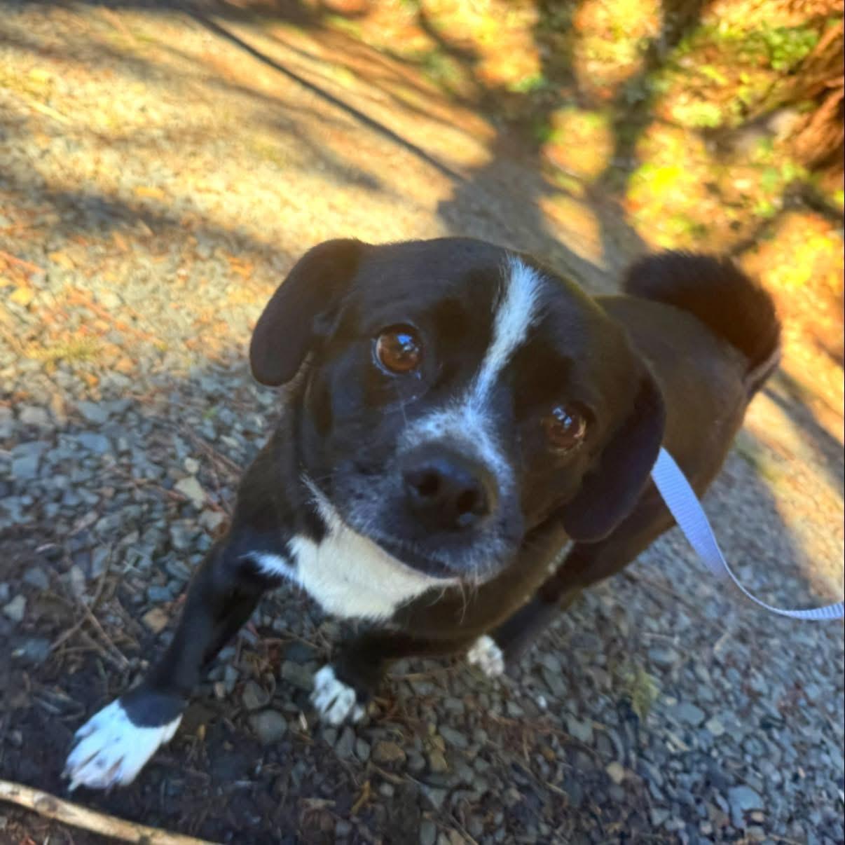 Enlarge Sydney , an adopted mixed breed in Otis, OR image 1/3