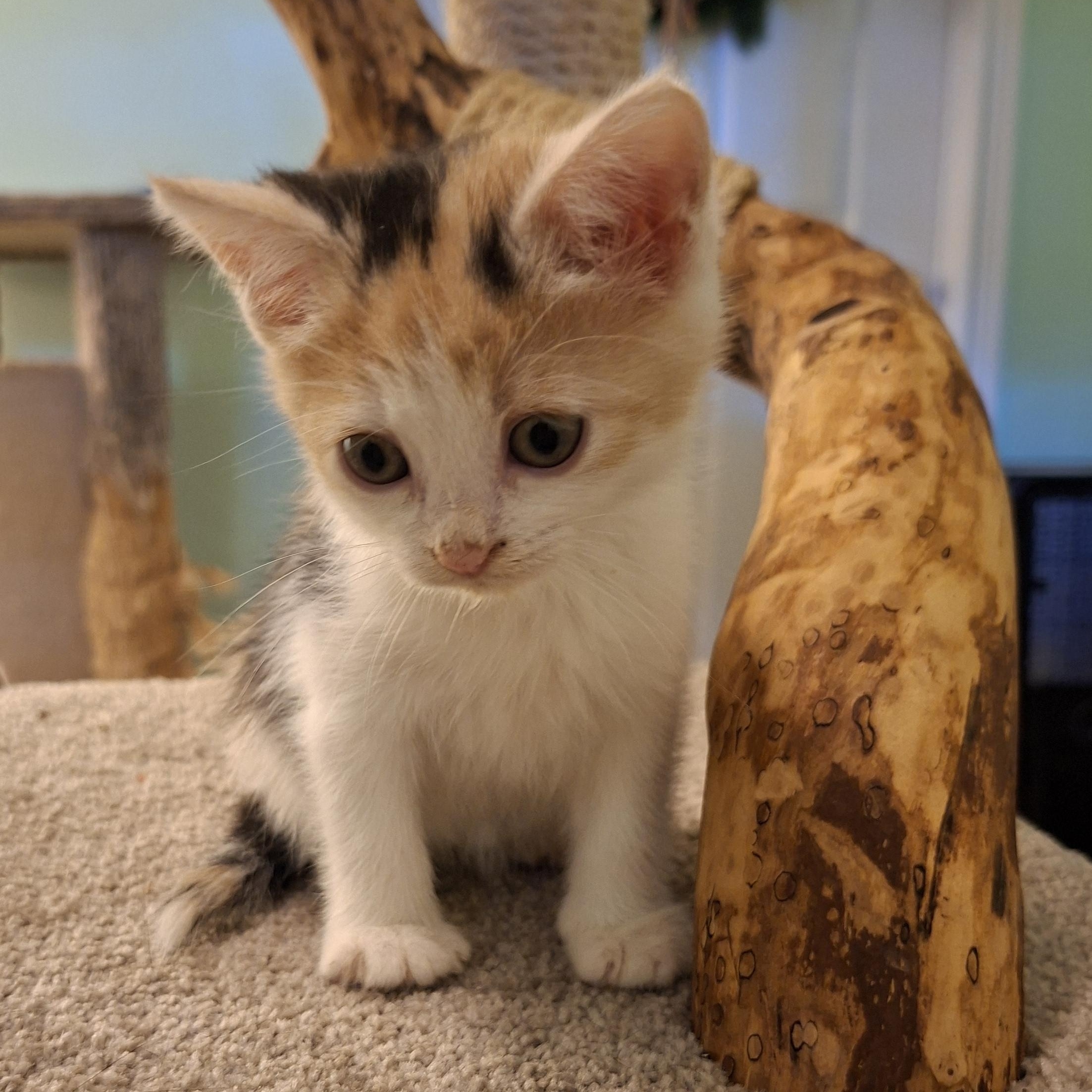 CUPID, a ADOPTABLE mixed breed in Niagara on the Lake, ON image 4/4