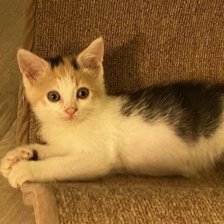 CUPID, a ADOPTABLE mixed breed in Niagara on the Lake, ON image 1/4