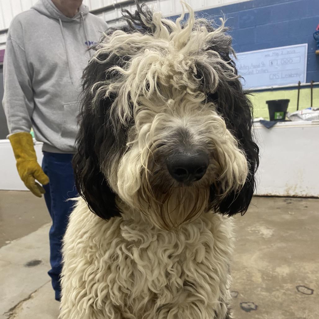 Bucket, Adoptable, Young Male Mixed Breed & Standard Poodle.