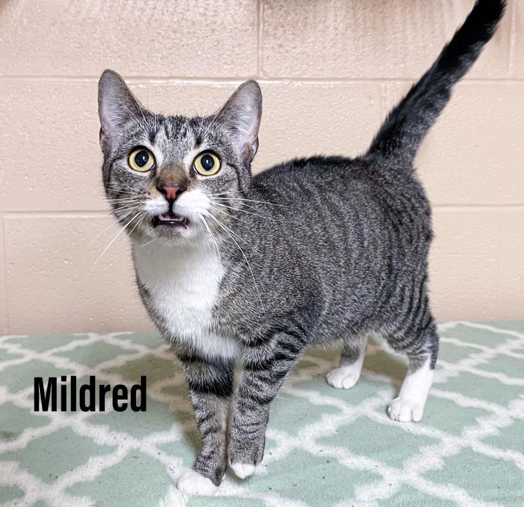 Enlarge Mildred, a Adoptable mixed breed in Clearfield, KY image 1/1