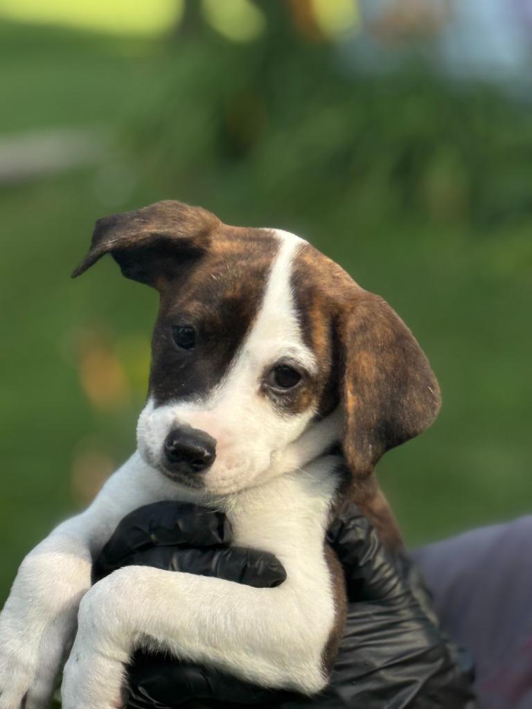 Enlarge Pickles, a Adoptable mixed breed in Effingham, IL image 1/1