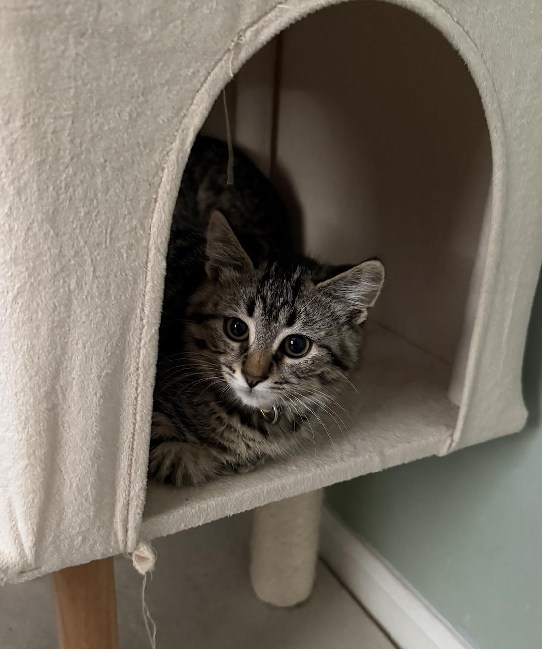 Enlarge Sesame, a Adoptable Domestic Medium Hair in Rochester, NY image 2/3