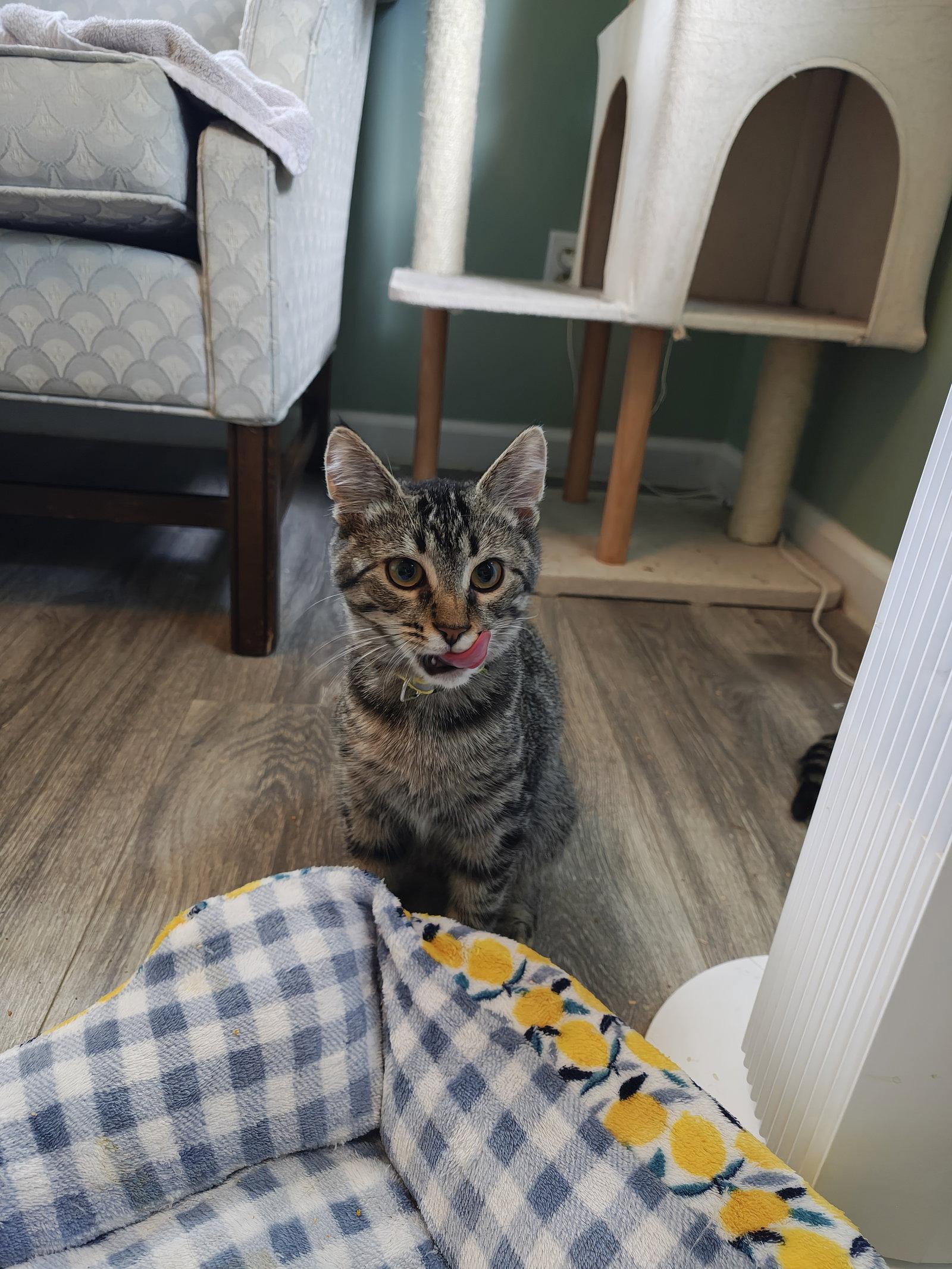 Enlarge Sesame, a Adoptable Domestic Medium Hair in Rochester, NY image 3/3