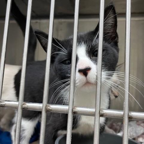 Berlioz & Toulouse, Adopted, Kitten Male Tuxedo & Russian Blue.