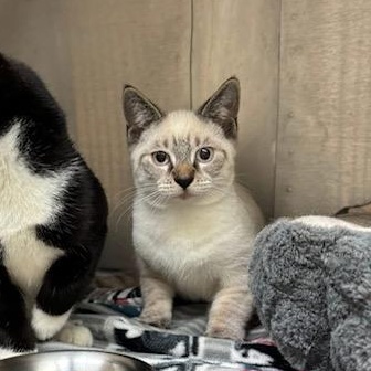 Berlioz & Toulouse, a Adopted mixed breed in Attleboro, MA image 2/2