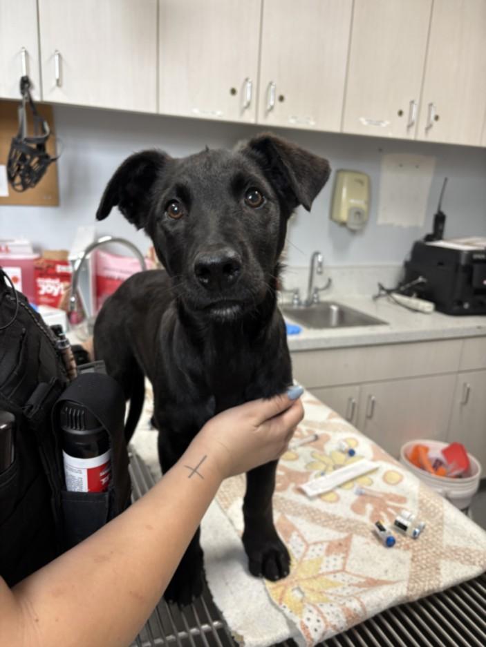 A209713, Adoptable, Adult Female Labrador Retriever.