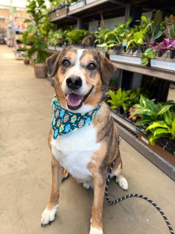 Copper, Adoptable, Adult Male Coonhound & Mixed Breed.