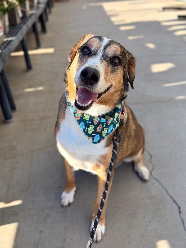 Enlarge Copper, a Adoptable mixed breed in Fruit Heights, UT image 2/6