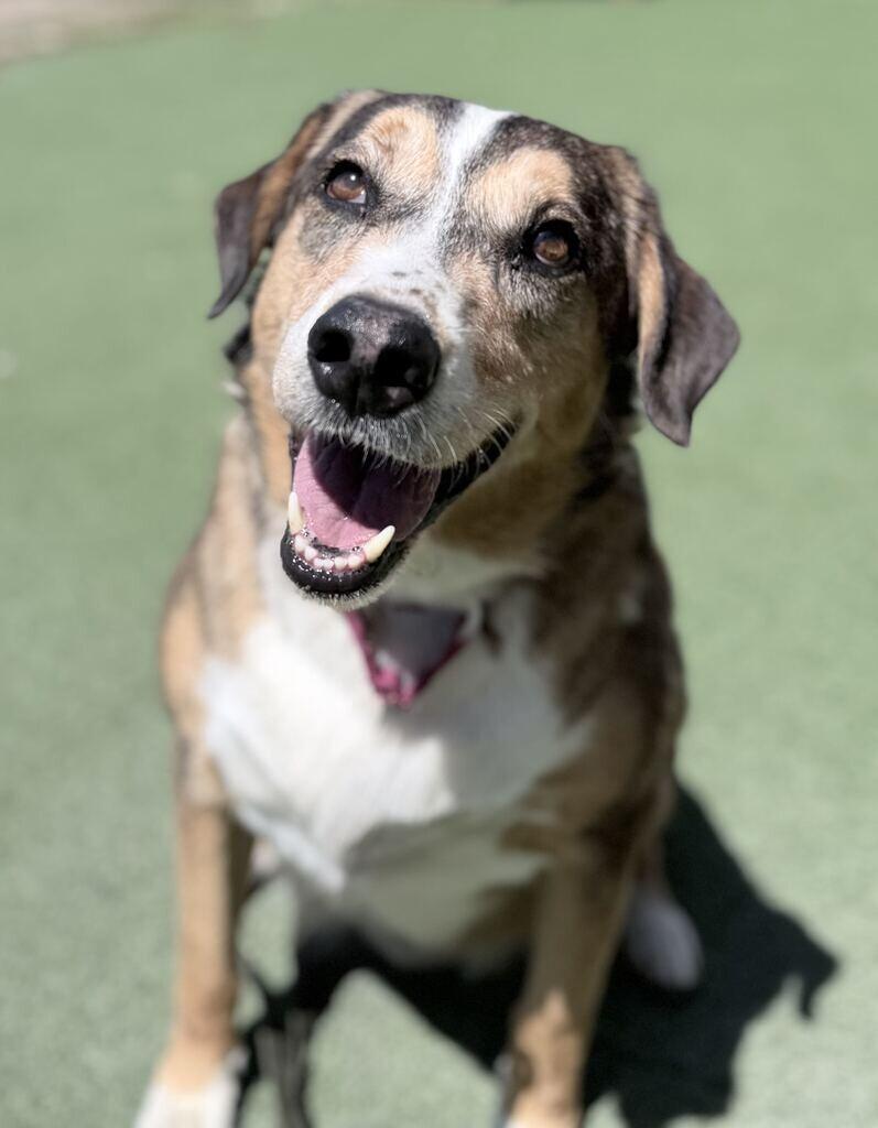 Enlarge Copper, a Adoptable mixed breed in Fruit Heights, UT image 3/6