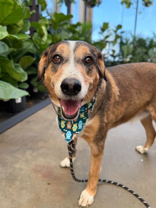 Enlarge Copper, a Adoptable mixed breed in Fruit Heights, UT image 4/6