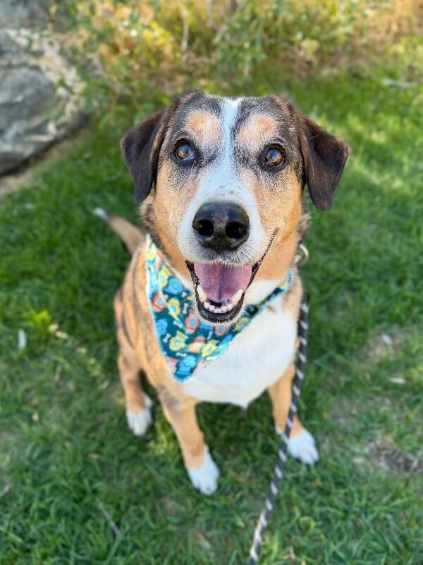 Enlarge Copper, a Adoptable mixed breed in Fruit Heights, UT image 5/6
