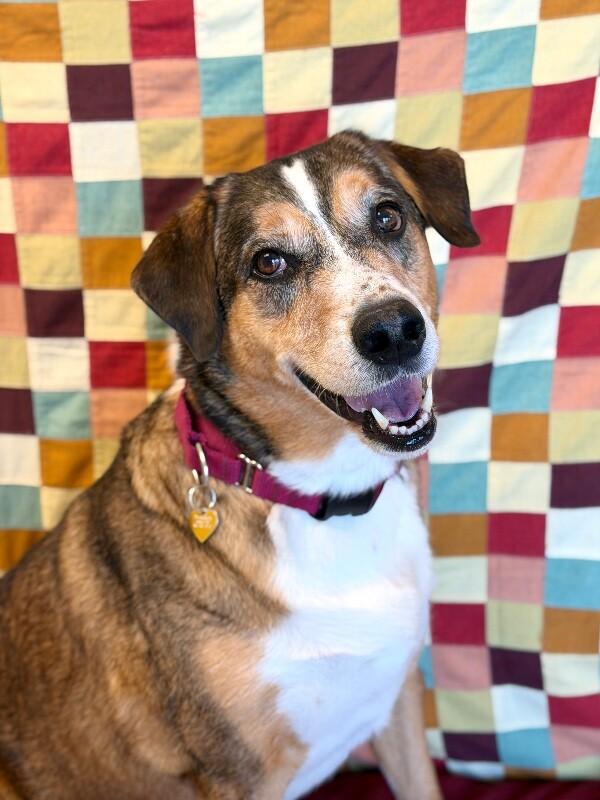 Enlarge Copper, a Adoptable mixed breed in Fruit Heights, UT image 6/6
