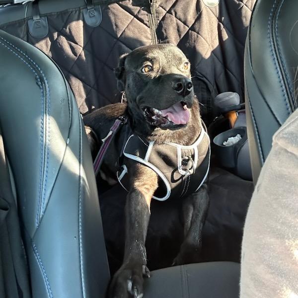 BUBBY, a Adoptable mixed breed in Cordova, TN image 1/5