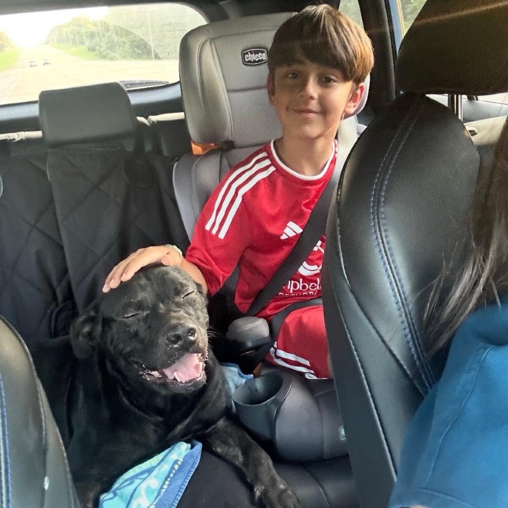 BUBBY, a Adoptable mixed breed in Cordova, TN image 5/5