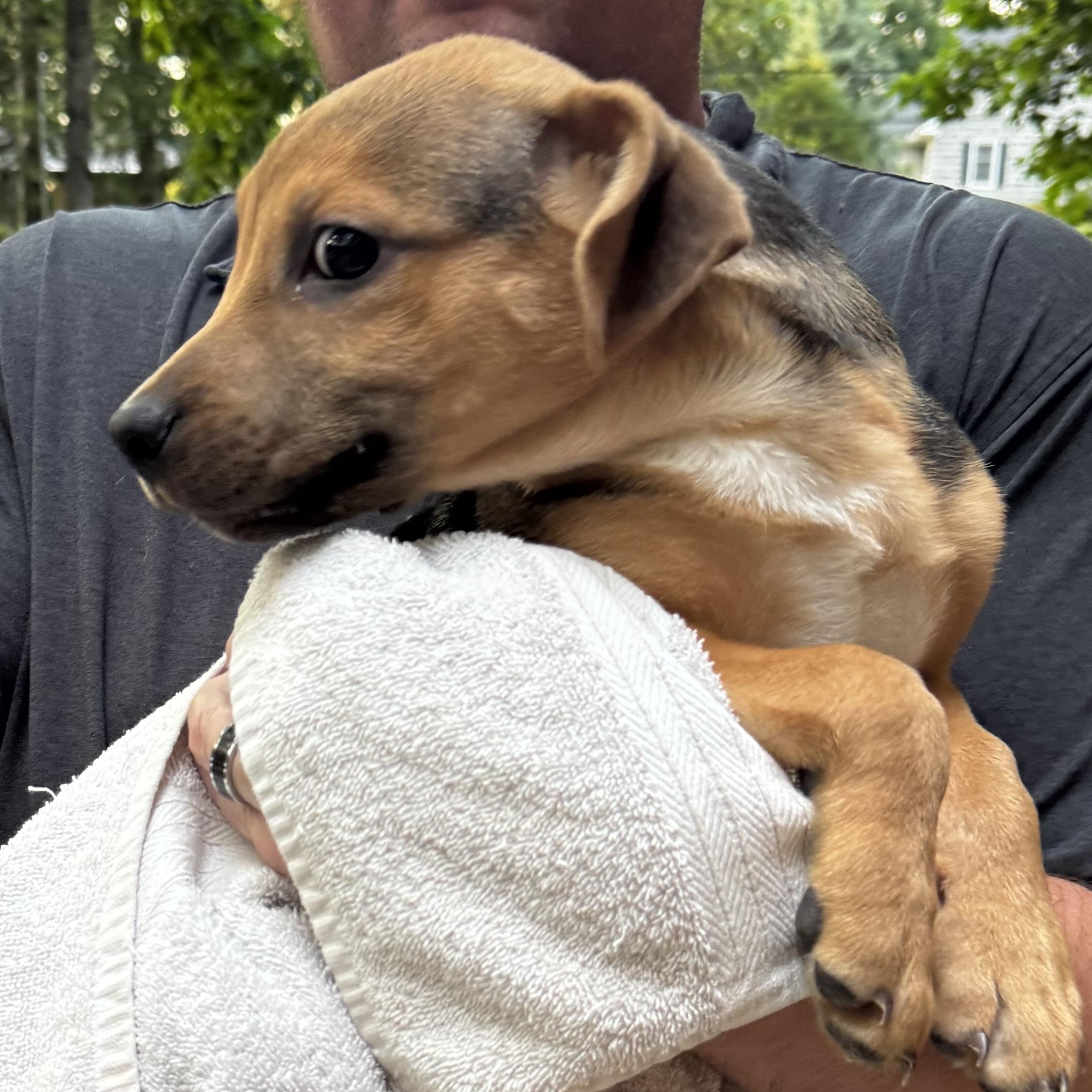 July, an adopted mixed breed in Wilkesboro, NC image 2/3