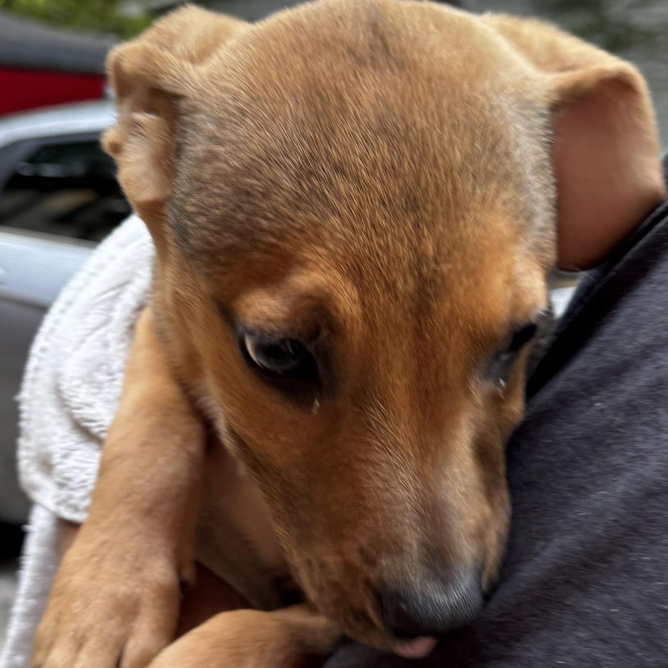 July, an adopted mixed breed in Wilkesboro, NC image 3/3