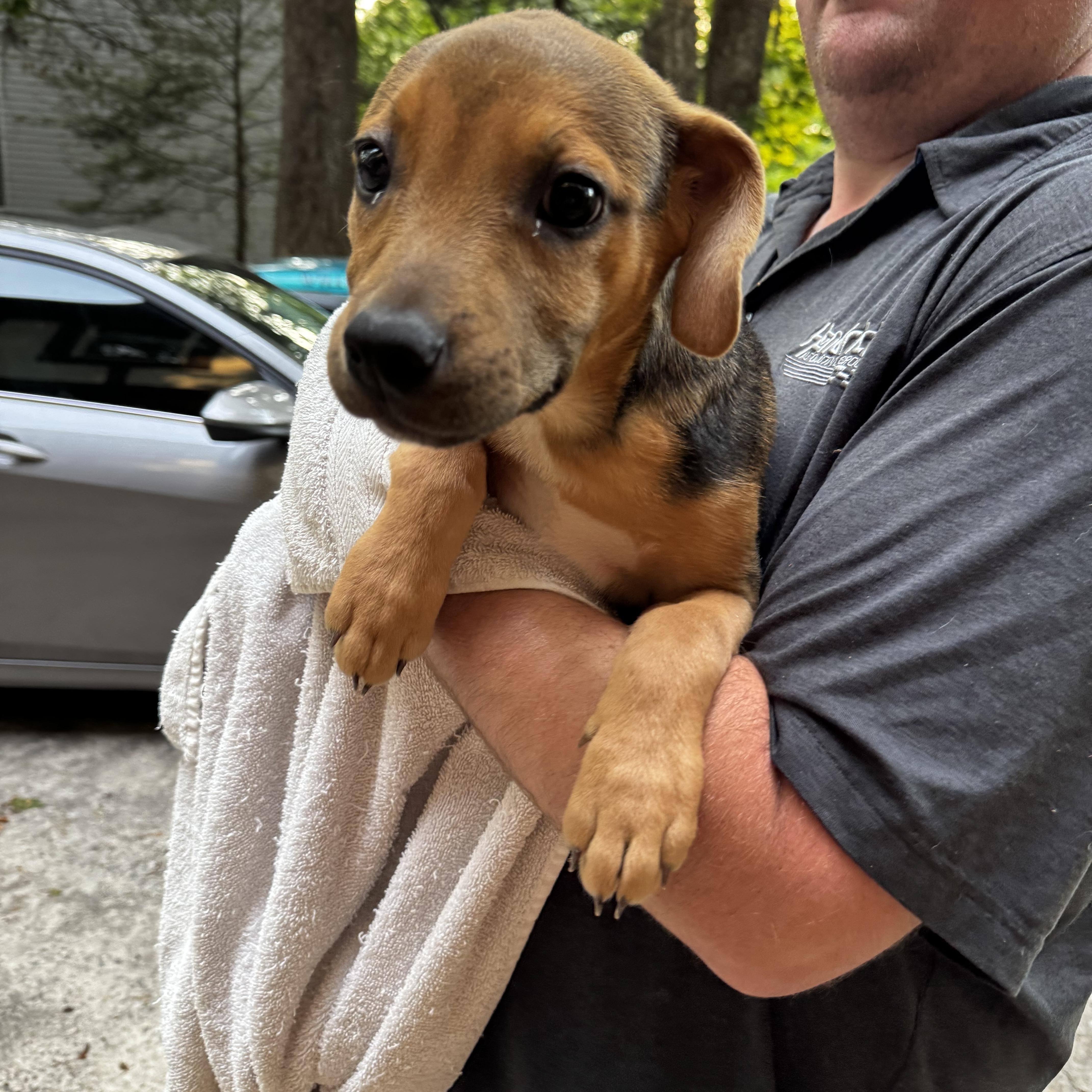 July, adopted, Puppy Female Beagle.