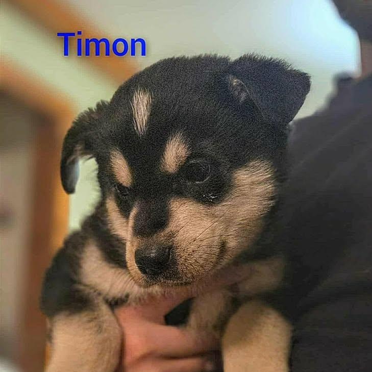 Timon (20260219-03)