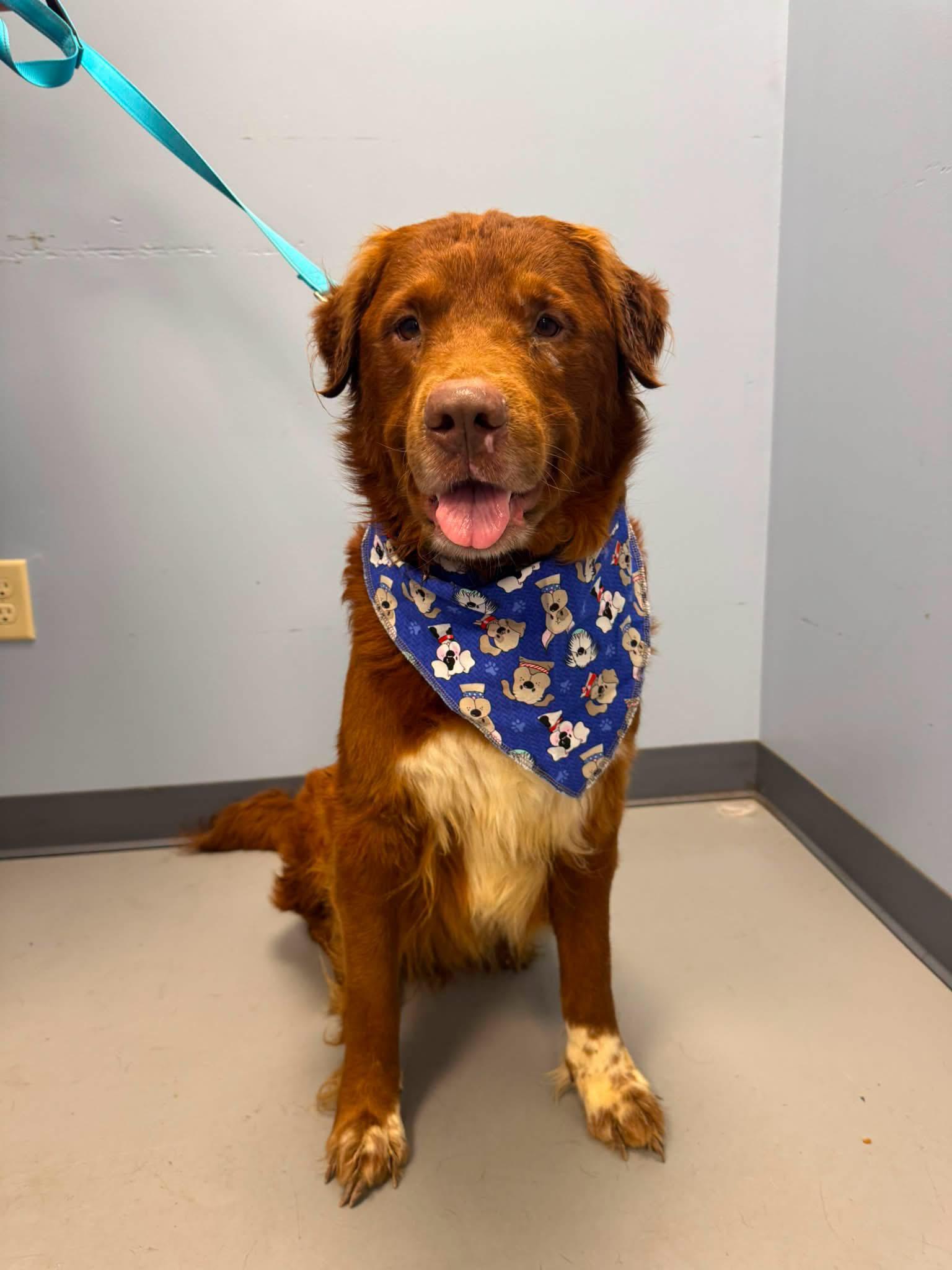 Fats, adopted, Senior Male Collie.