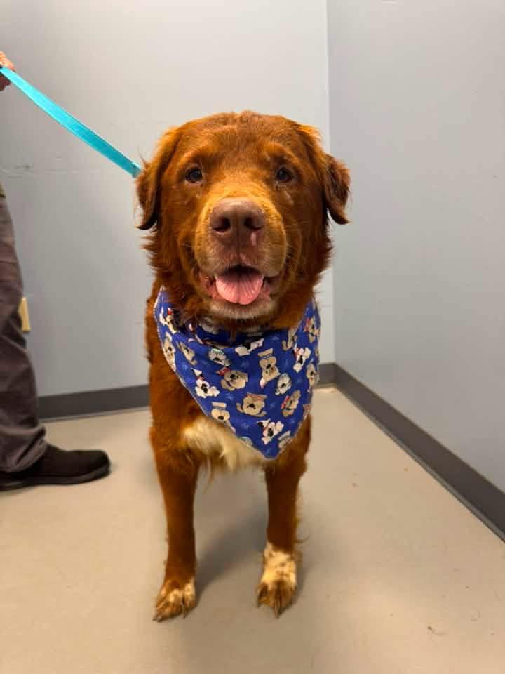 Fats, an adopted mixed breed in Zanesville, OH image 2/2