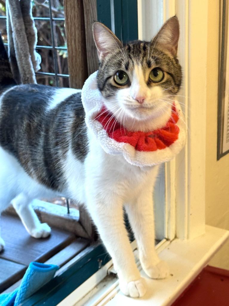 Enlarge Camilla, a Adoptable mixed breed in Cambria, CA image 1/6