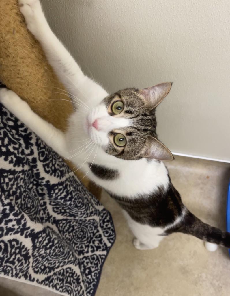 Enlarge Camilla, a Adoptable mixed breed in Cambria, CA image 2/6