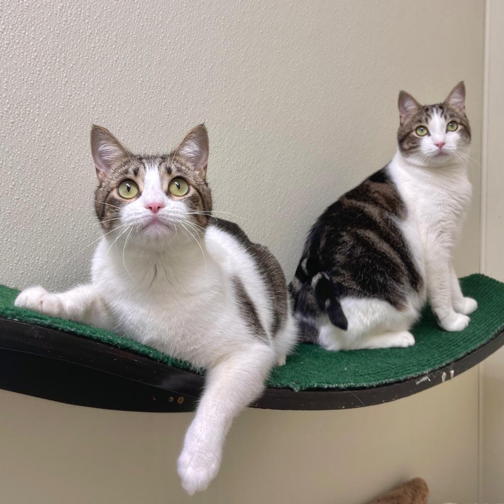 Enlarge Camilla, a Adoptable mixed breed in Cambria, CA image 3/6