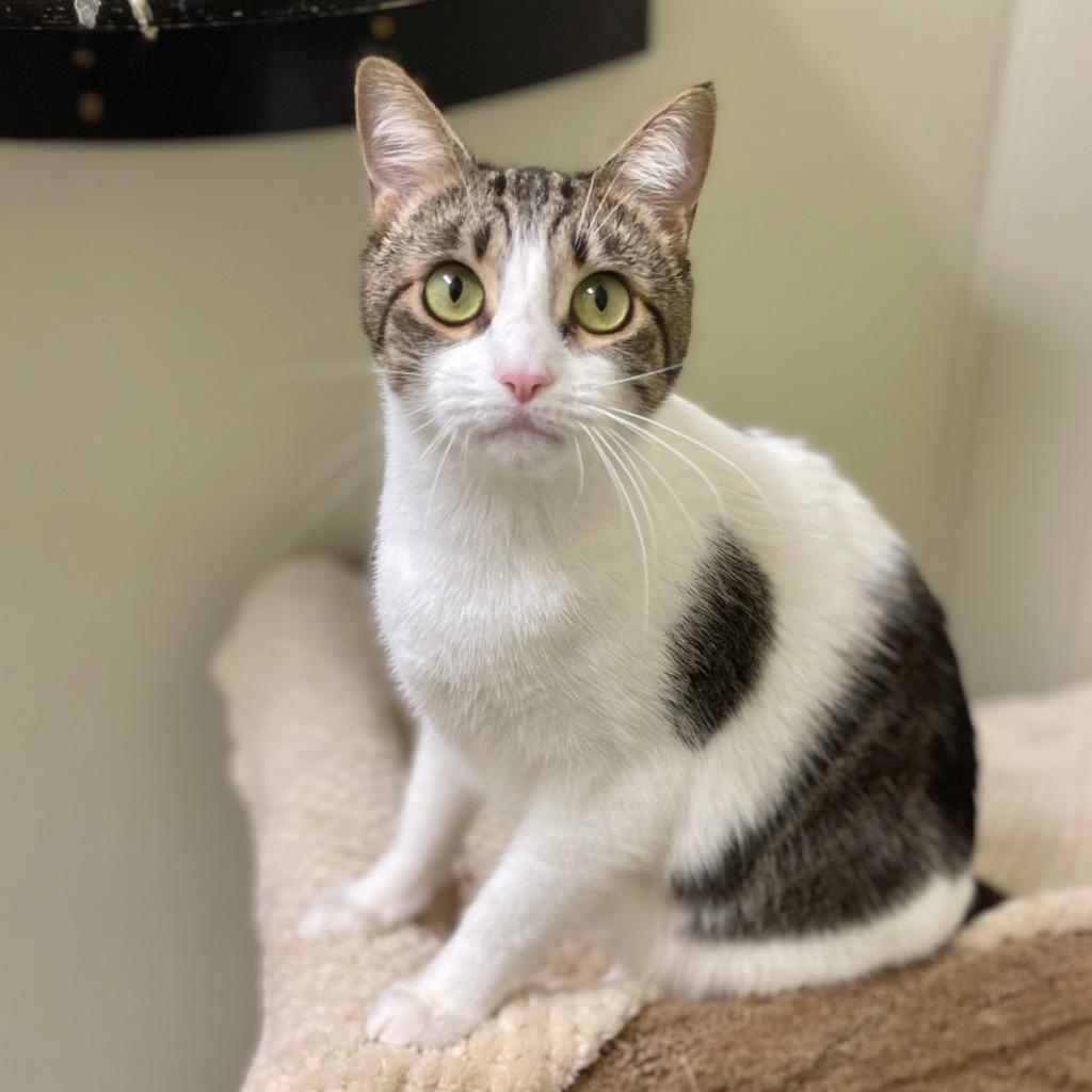 Enlarge Camilla, a Adoptable mixed breed in Cambria, CA image 4/6