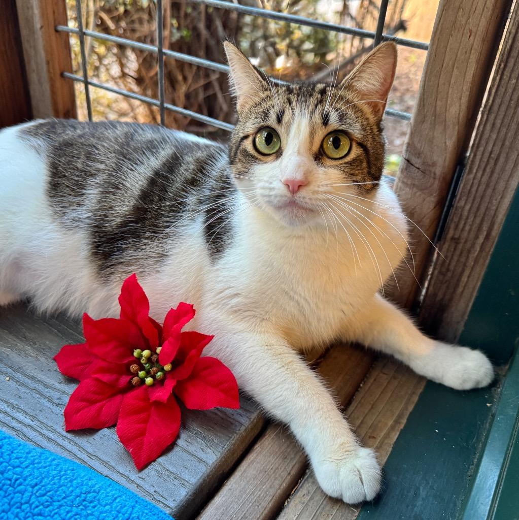 Enlarge Camilla, a Adoptable mixed breed in Cambria, CA image 5/6