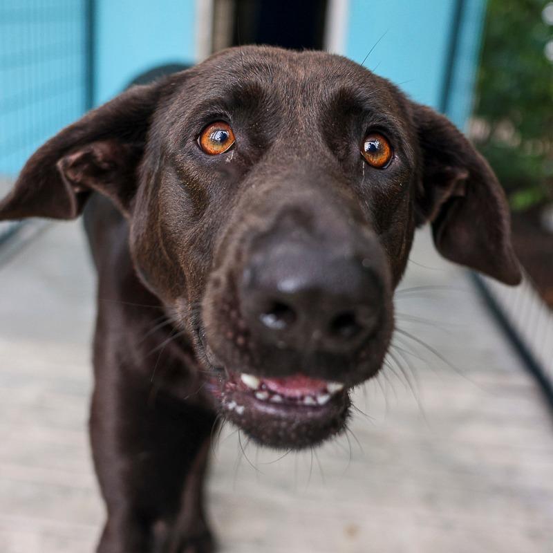 Enlarge Malfina, a Adoptable Retriever in Bradenton, FL image 1/4