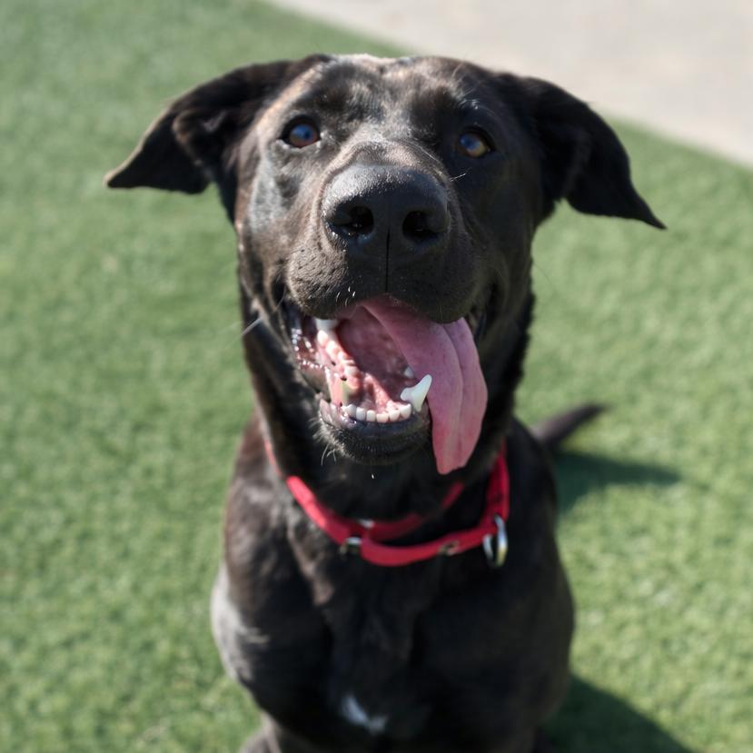 Enlarge Malfina, a Adoptable Retriever in Bradenton, FL image 2/4