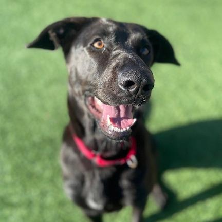 Enlarge Malfina, a Adoptable Retriever in Bradenton, FL image 3/4
