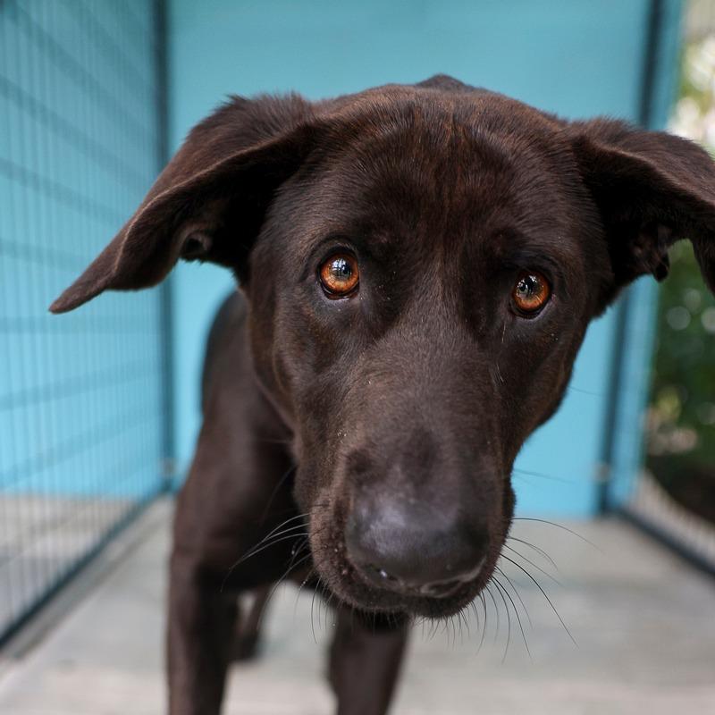 Enlarge Malfina, a Adoptable Retriever in Bradenton, FL image 4/4