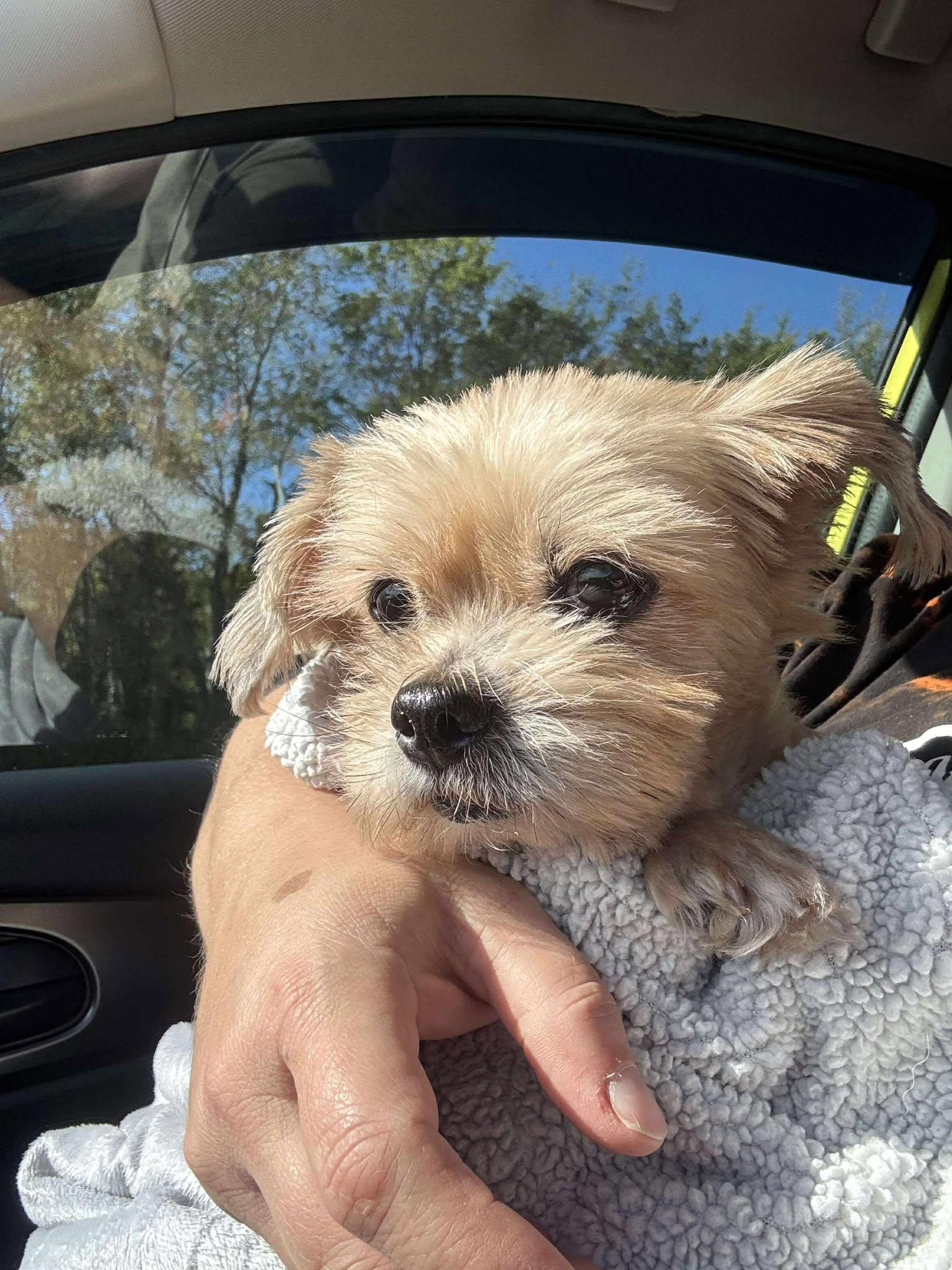 Coquette, Adopted, Senior Female Yorkshire Terrier & Maltese.