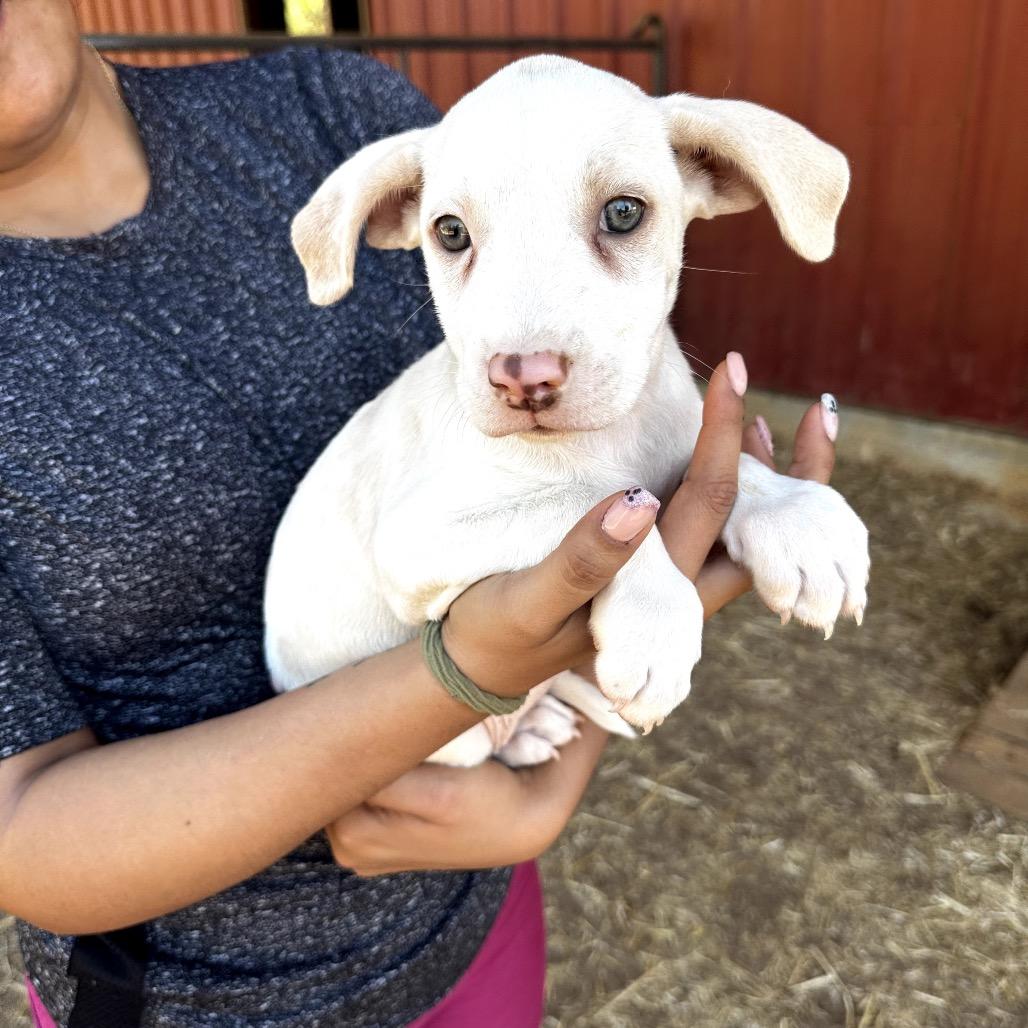 Enlarge Frost, a Adoptable Mixed Breed in Hinsdale, IL image 1/4