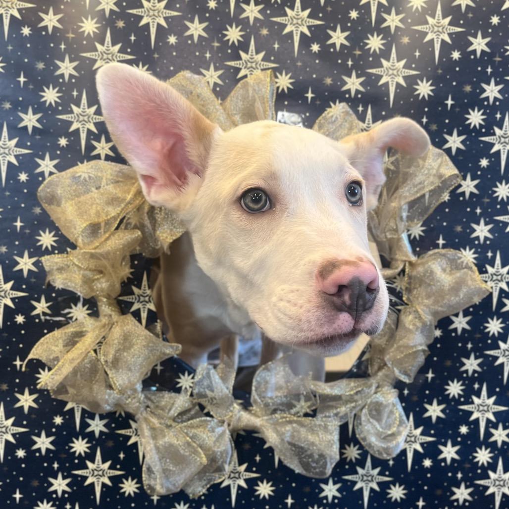 Enlarge Frost, a Adoptable Mixed Breed in Hinsdale, IL image 2/4