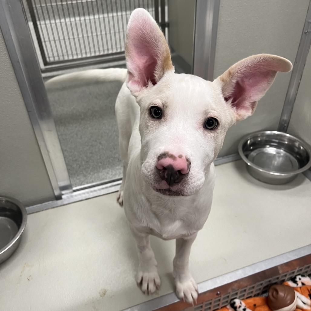 Enlarge Frost, a Adoptable Mixed Breed in Hinsdale, IL image 3/4