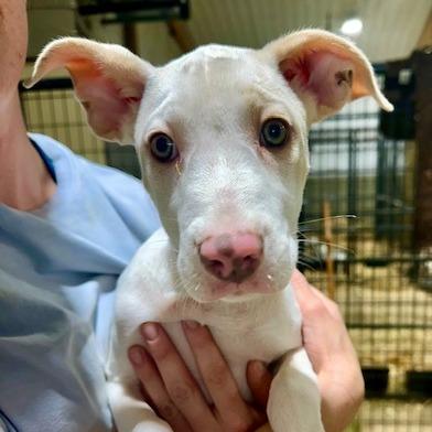 Enlarge Frost, a Adoptable Mixed Breed in Hinsdale, IL image 4/4