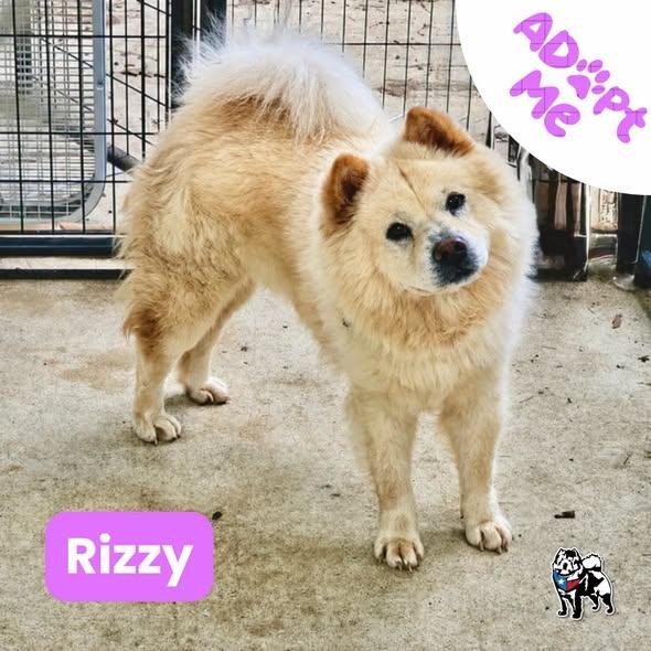 Rizzy, Adoptable, Young Female Chow Chow.