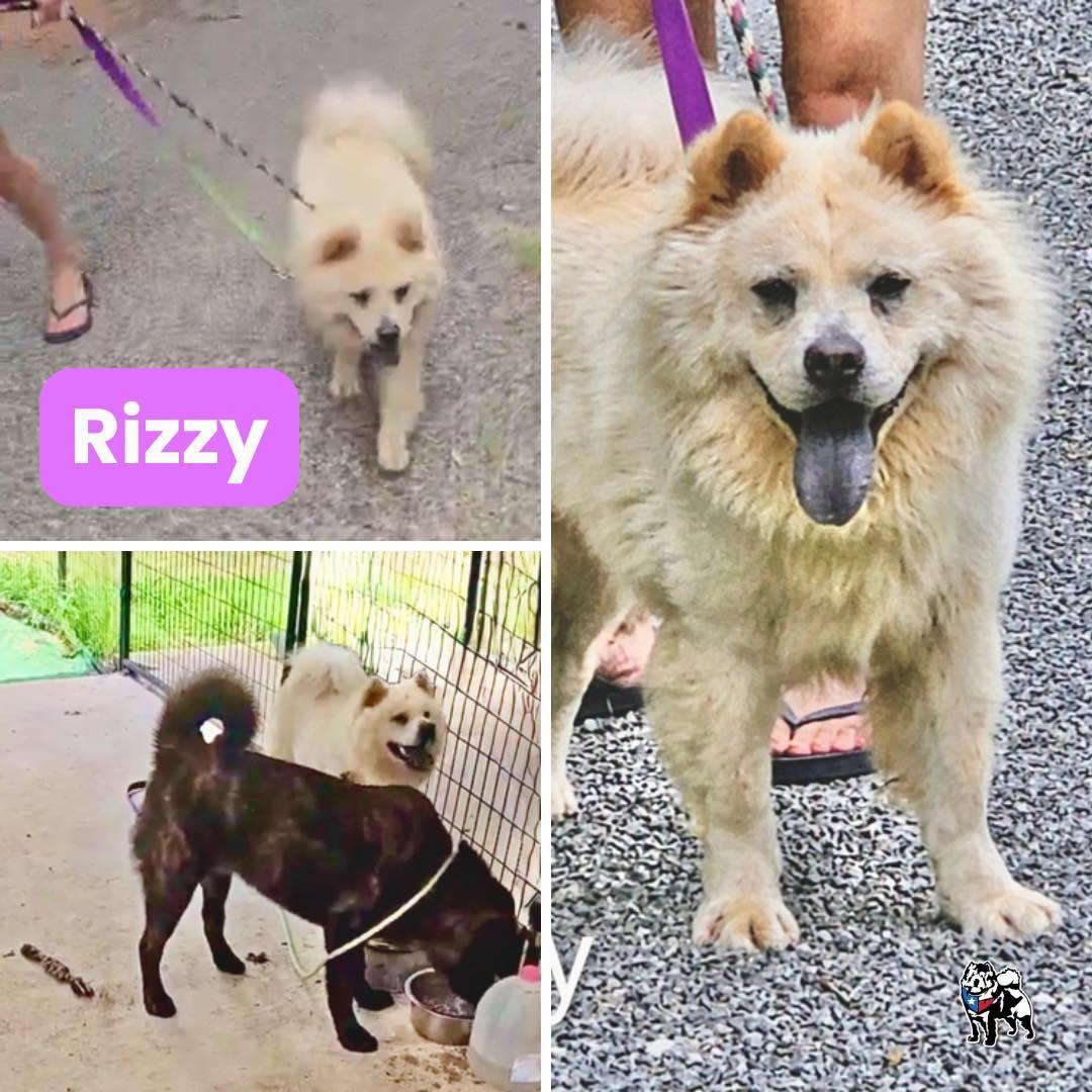 Enlarge Rizzy, a Adoptable Chow Chow in Houston, TX image 2/2