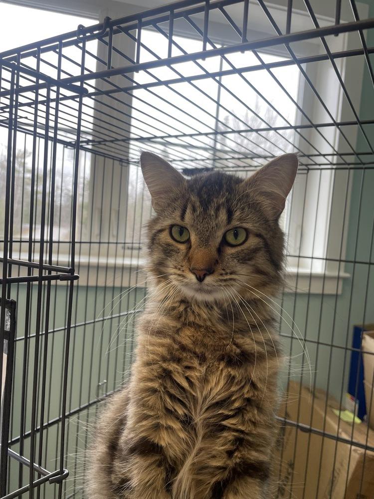 Enlarge Jort, a Adoptable Domestic Long Hair in Trenton, ME image 1/3