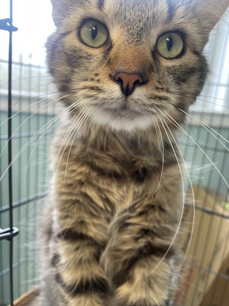 Enlarge Jort, a Adoptable Domestic Long Hair in Trenton, ME image 2/3