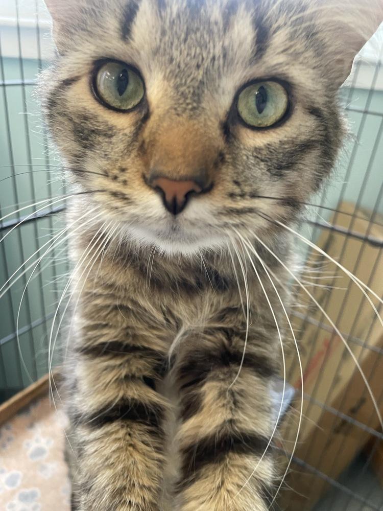 Enlarge Jort, a Adoptable Domestic Long Hair in Trenton, ME image 3/3