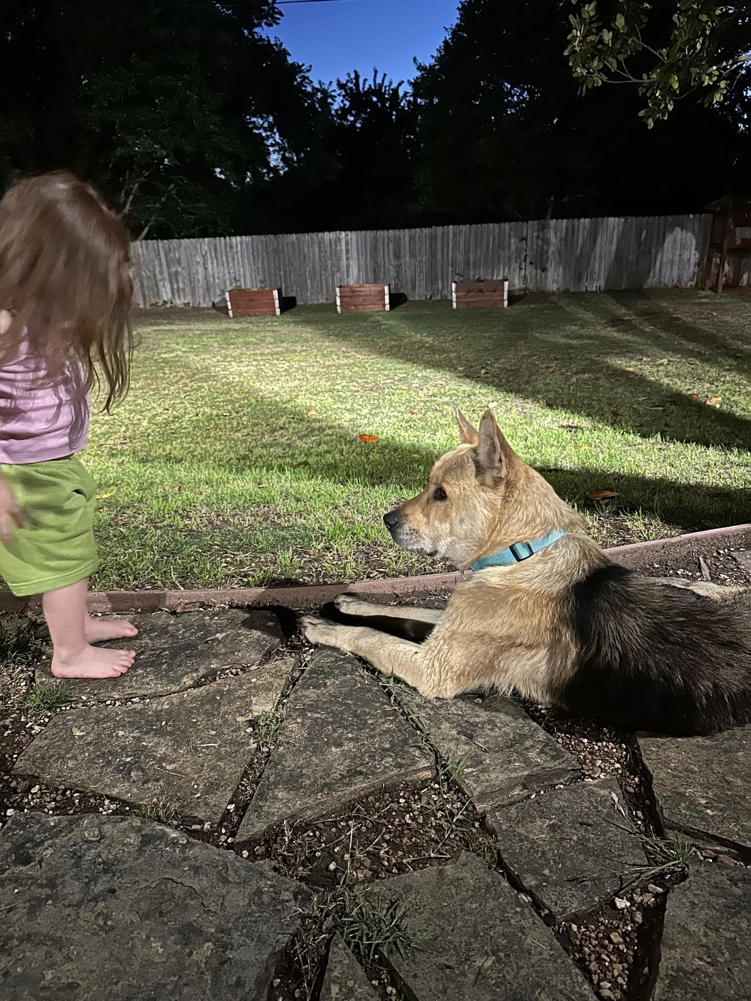 Gordo, Adoptable, Adult Male German Shepherd Dog.