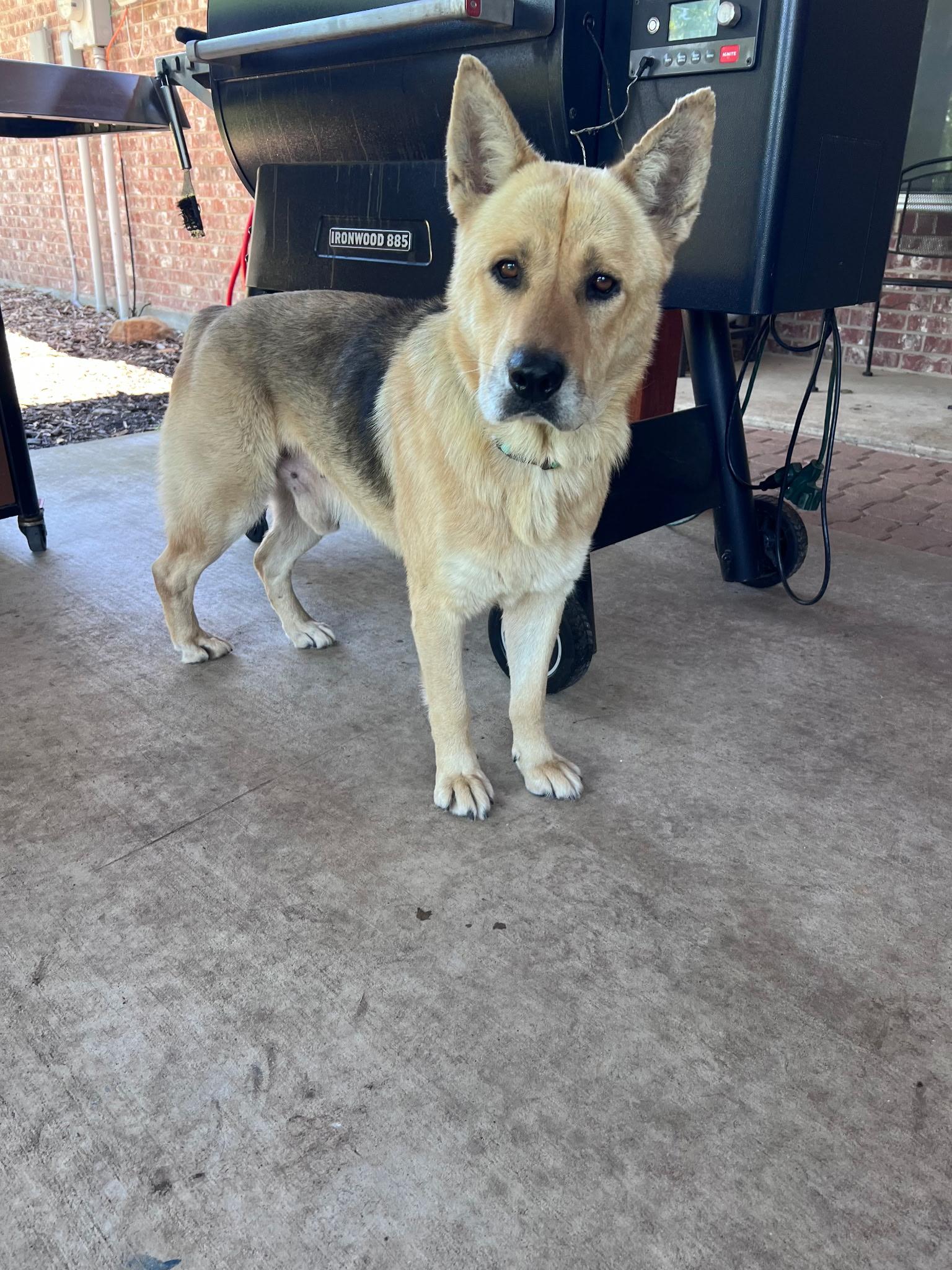 Enlarge Gordo, a Adoptable mixed breed in Dallas, TX image 2/3