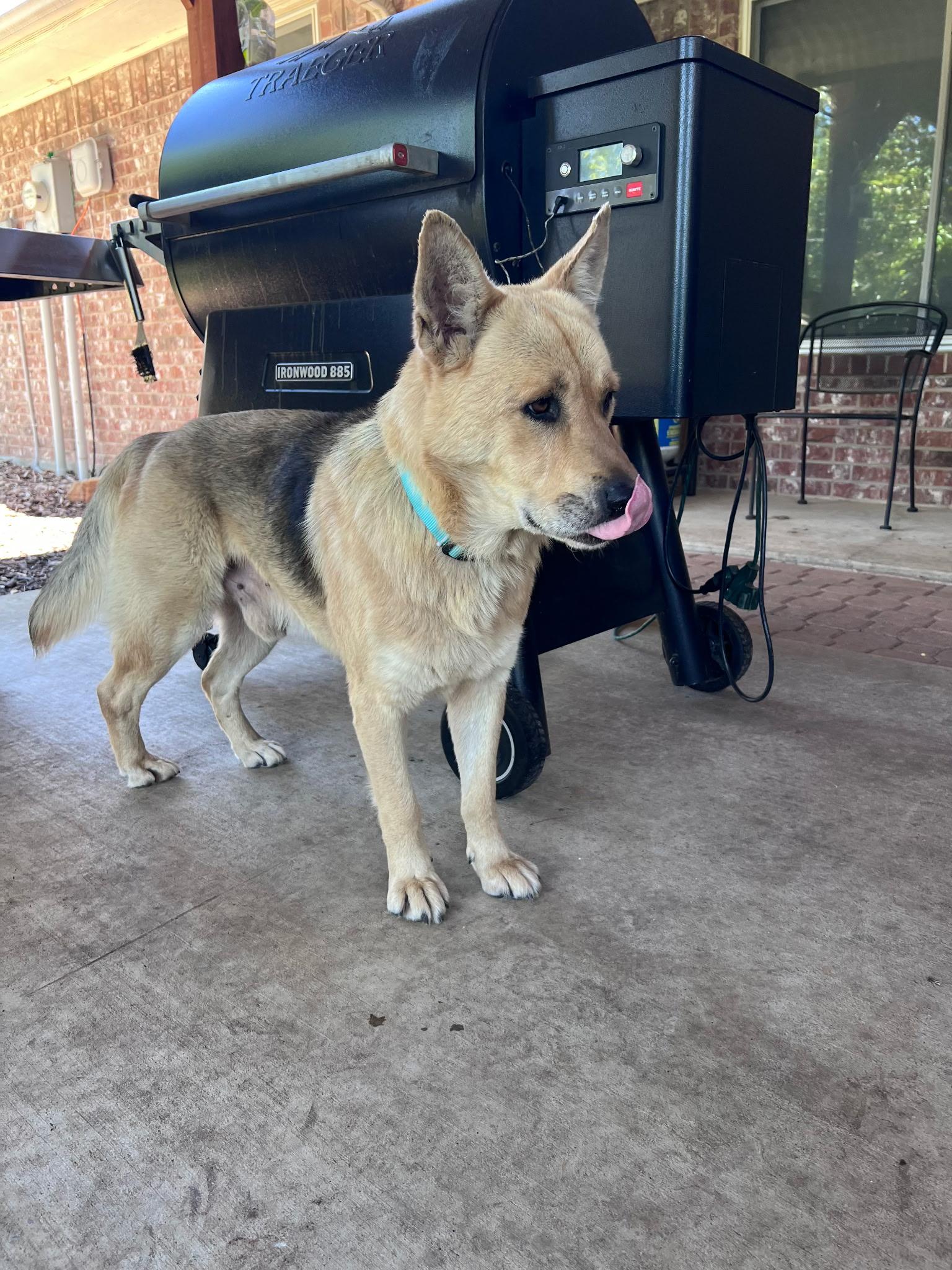 Enlarge Gordo, a Adoptable mixed breed in Dallas, TX image 3/3