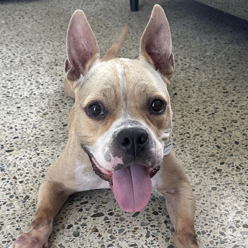 Hope, Adoptable, Adult Female Mixed Breed.