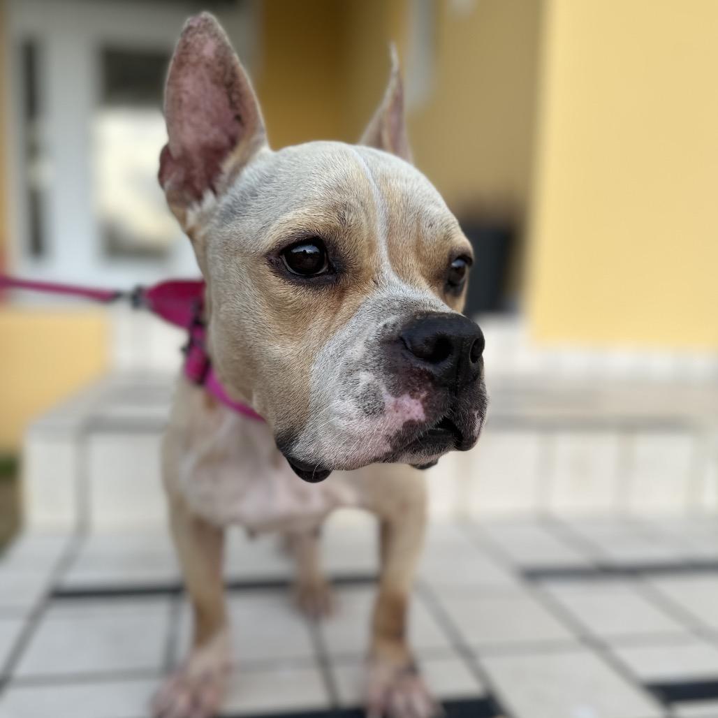 Enlarge Hope, a Adoptable Mixed Breed in Rio Grande, PR image 5/5