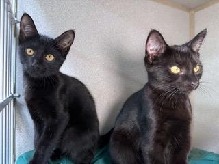 Enlarge Dayzee and Kayzee, a ADOPTABLE mixed breed in Sharpsville, PA image 1/1